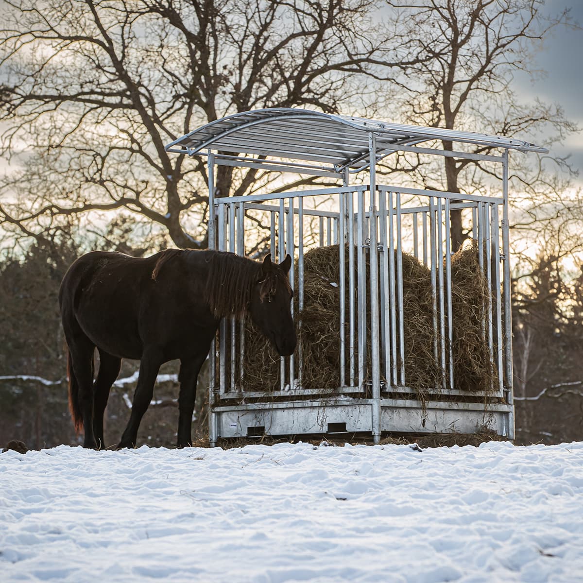 Ristikkoaidalla varustettu ruokintahäkki hevosille, 8 paikkaa