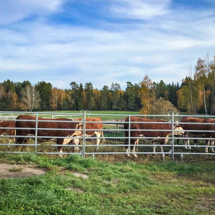 Siirrettävä aitaelementti jaluskaaren kanssa